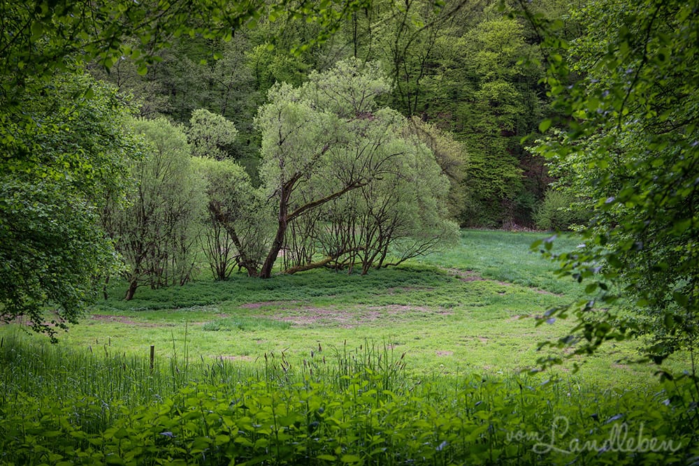 Wenigerbachtal bei Seelscheid