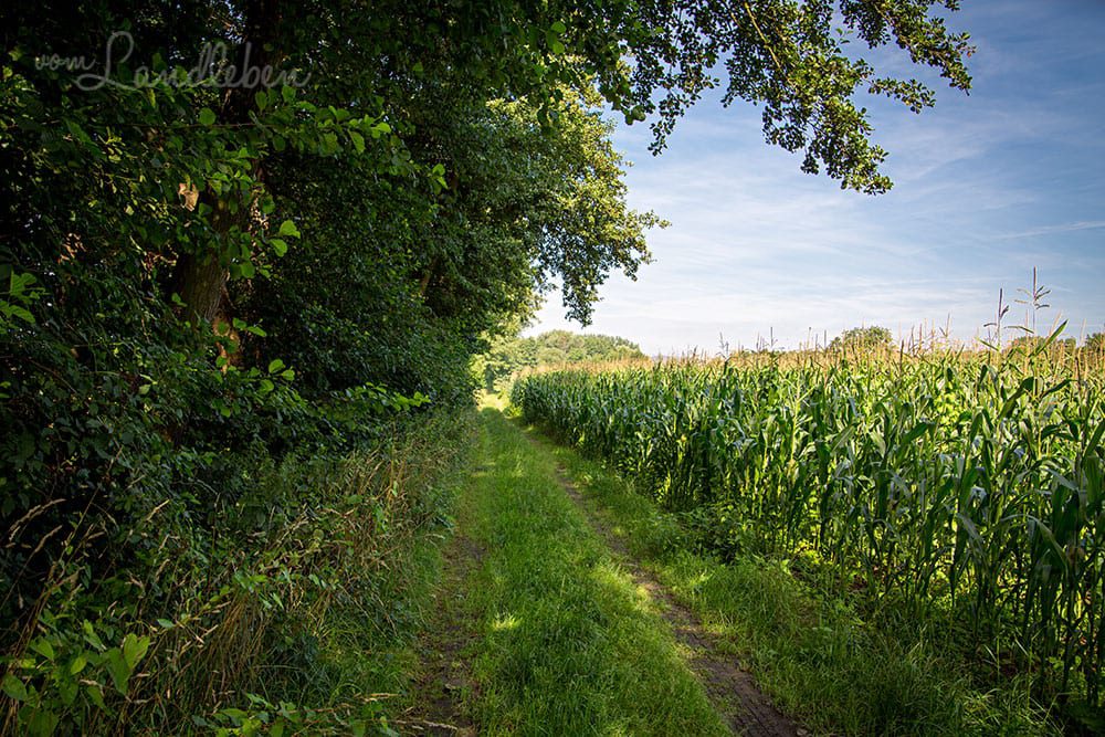 Weg zum Westwall bei Niederotterbach
