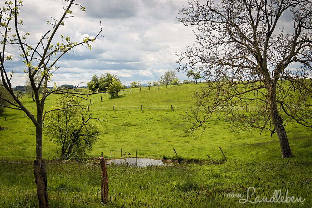 Wiese in Seelscheid-Hausen