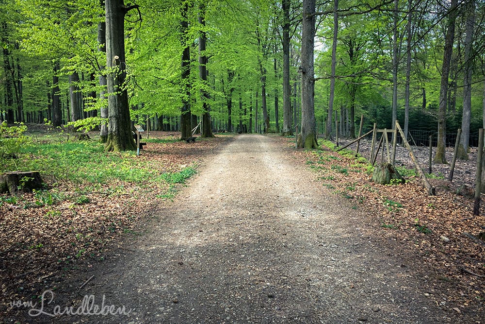 Im Wildfreigehege Wildenburg