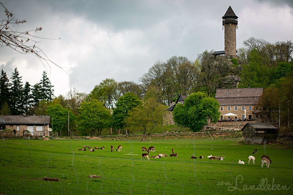 Im Wildfreigehege Wildenburg