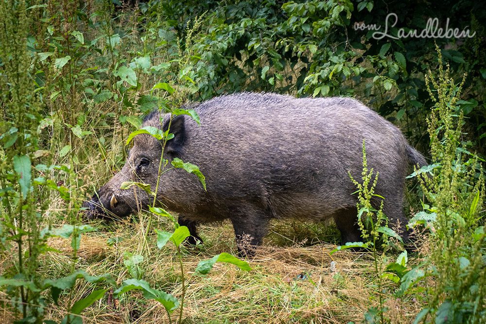 Wildschwein im Wildpark Wiehl
