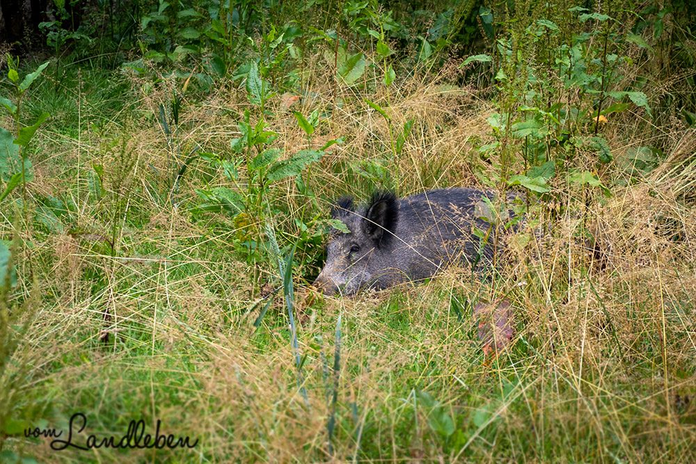 Wildschwein im Wildpark Wiehl