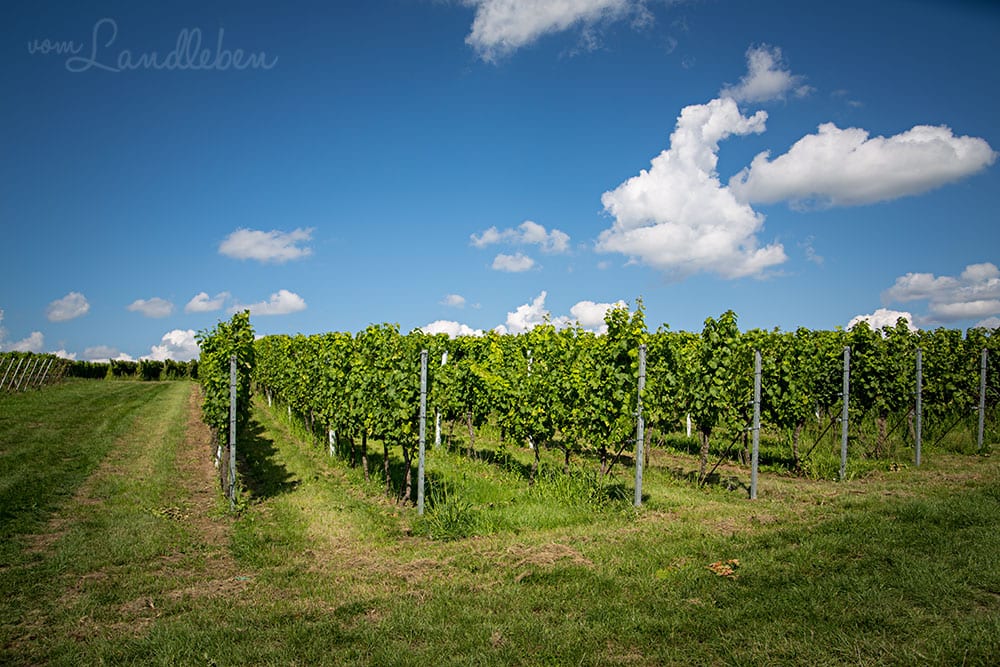 Wingert (Weinberge) in der Pfalz