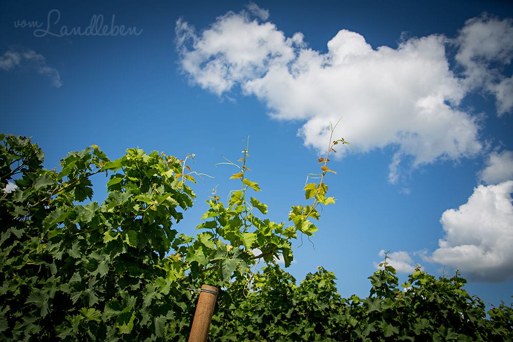 Wingert (Weinberge) in der Pfalz