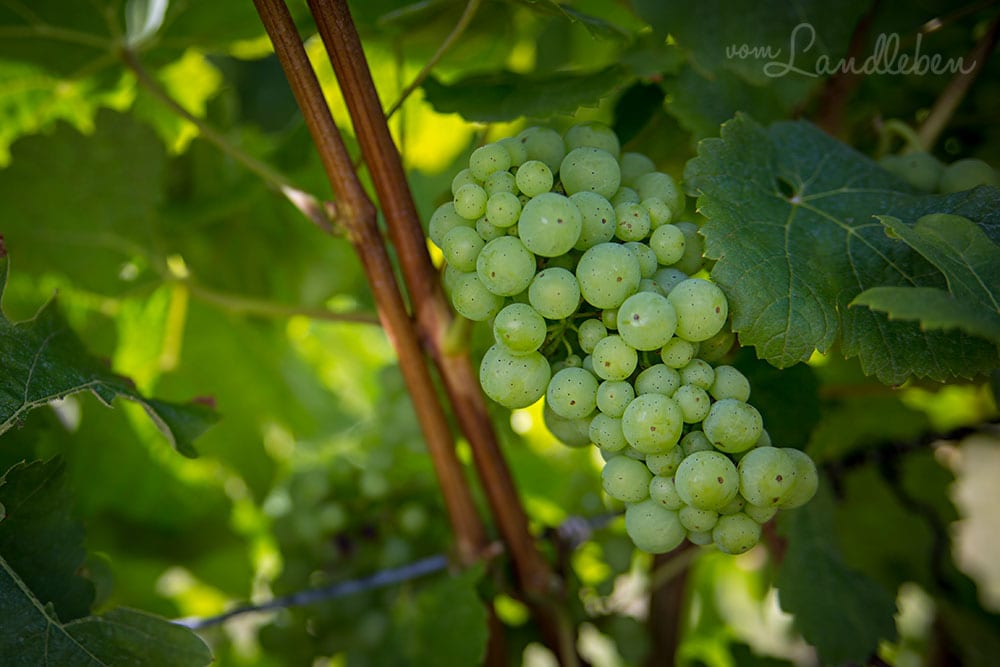 Wingert (Weinberge) in der Pfalz