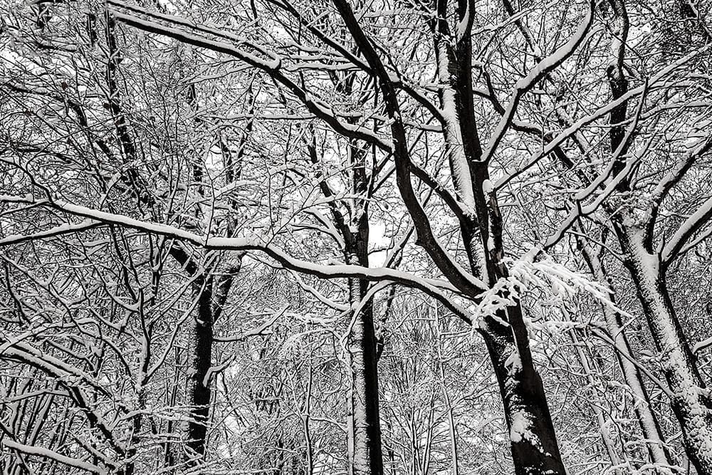 Winter - verschneiter Wald