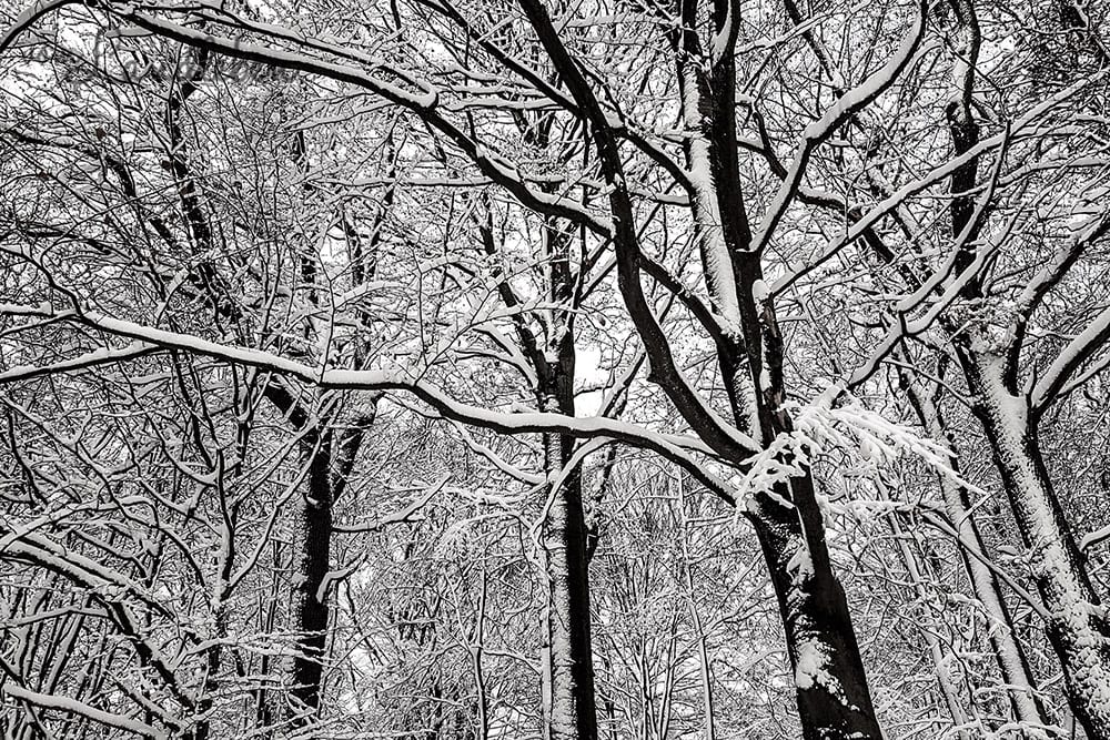 Winter - verschneiter Wald