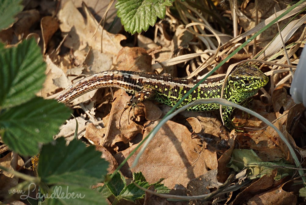 Zauneidechse in der Wahner Heide