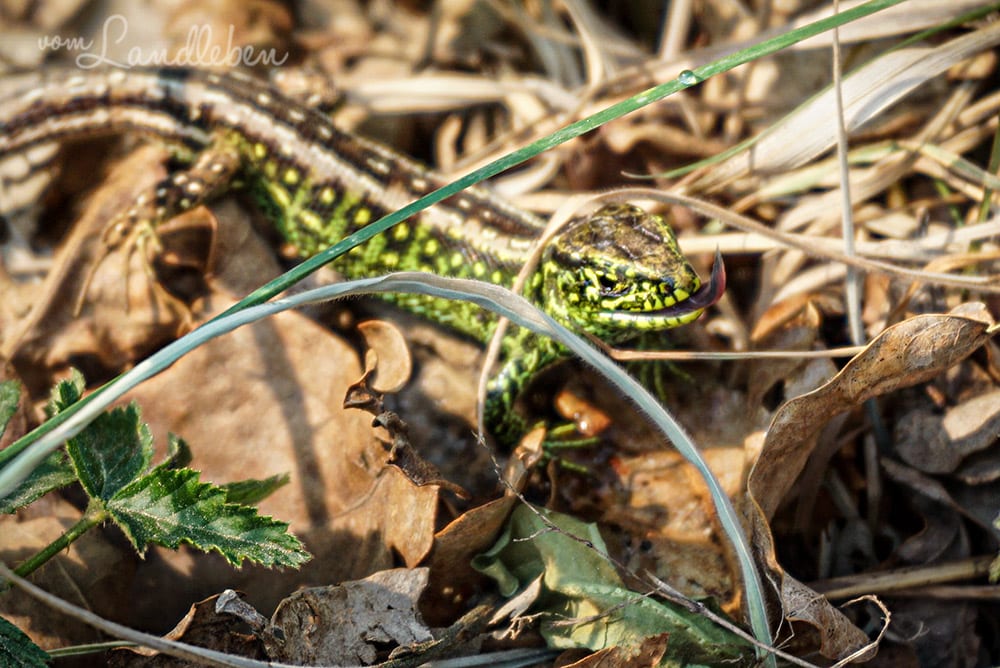 Zauneidechse in der Wahner Heide
