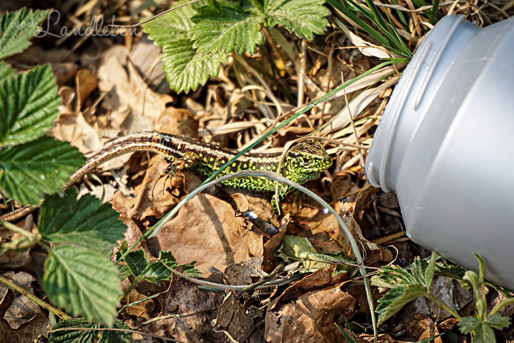 Zauneidechse in der Wahner Heide
