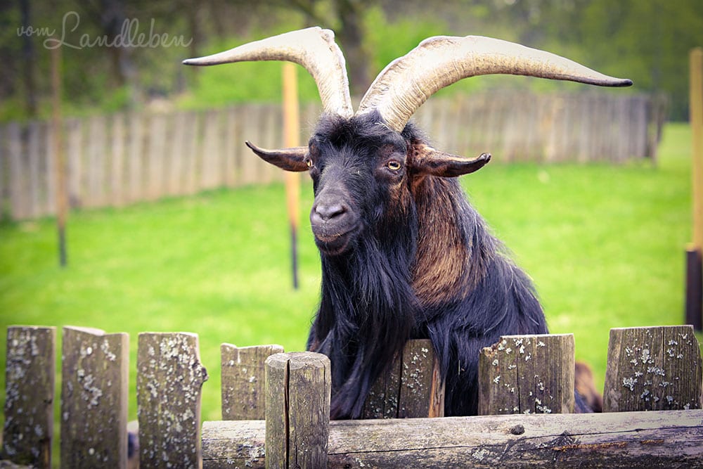 Ziege im Wildfreigehege Wildenburg