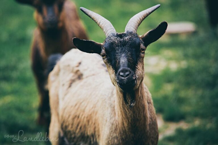 Ziege im Wildfreigehege Wildenburg