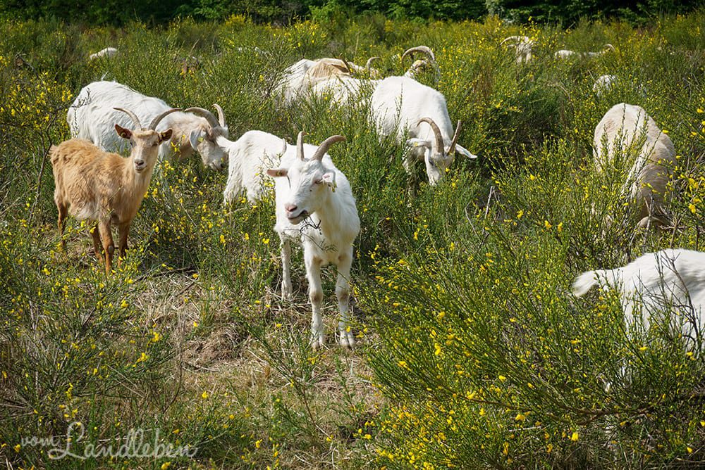 Ziegen in der Wahner Heide