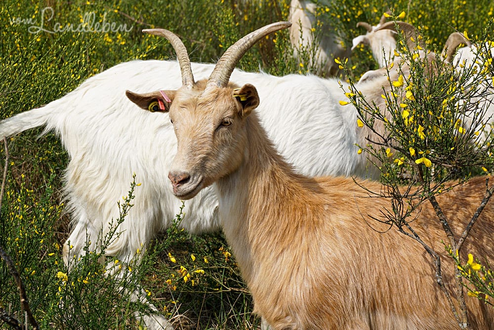 Ziegen in der Wahner Heide