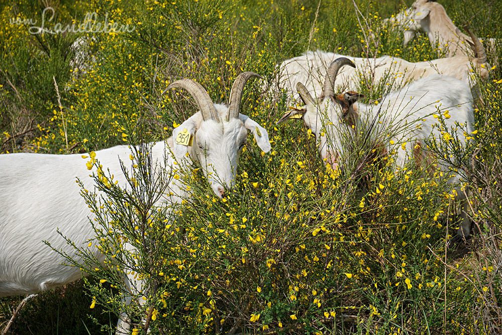 Ziegen in der Wahner Heide
