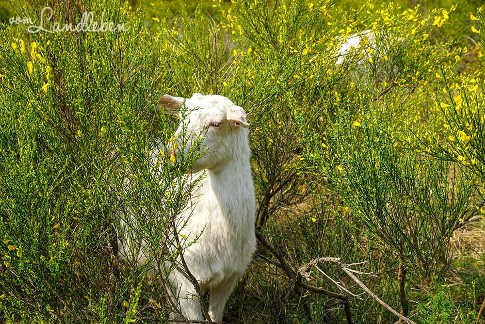 Ziegen in der Wahner Heide