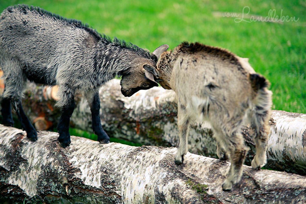 Ziegen im Wildfreigehege Wildenburg