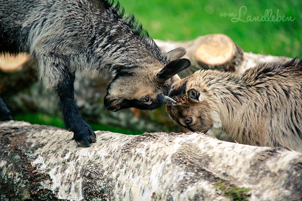 Ziegen im Wildfreigehege Wildenburg