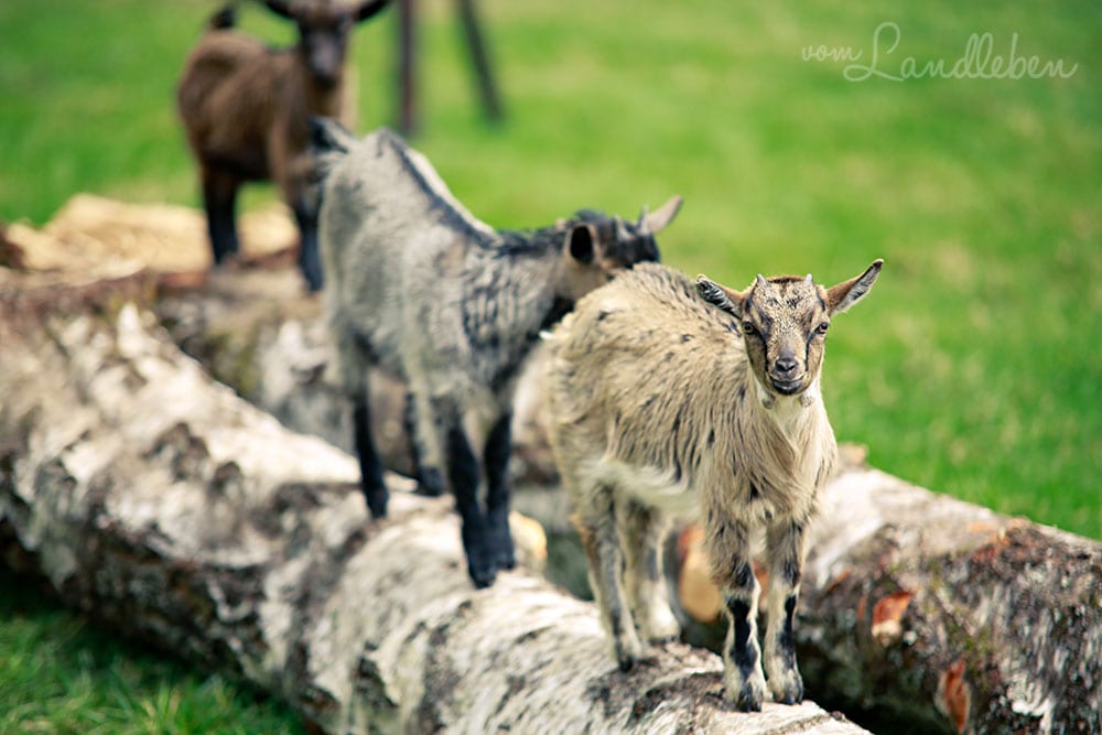 Ziegen im Wildfreigehege Wildenburg