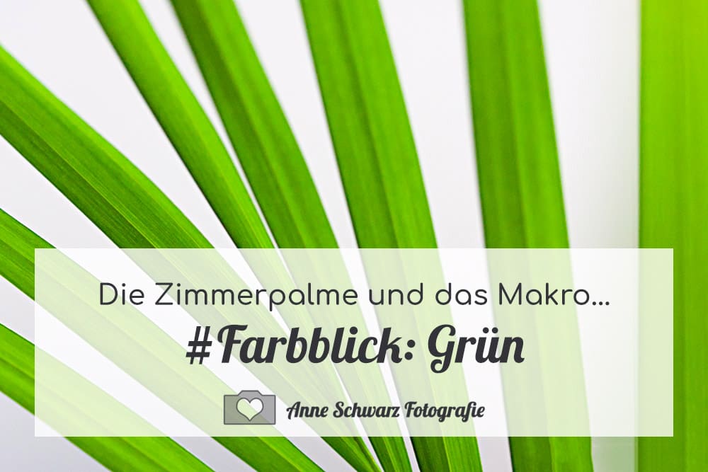 Zimmerpalme mit dem Makro fotografiert