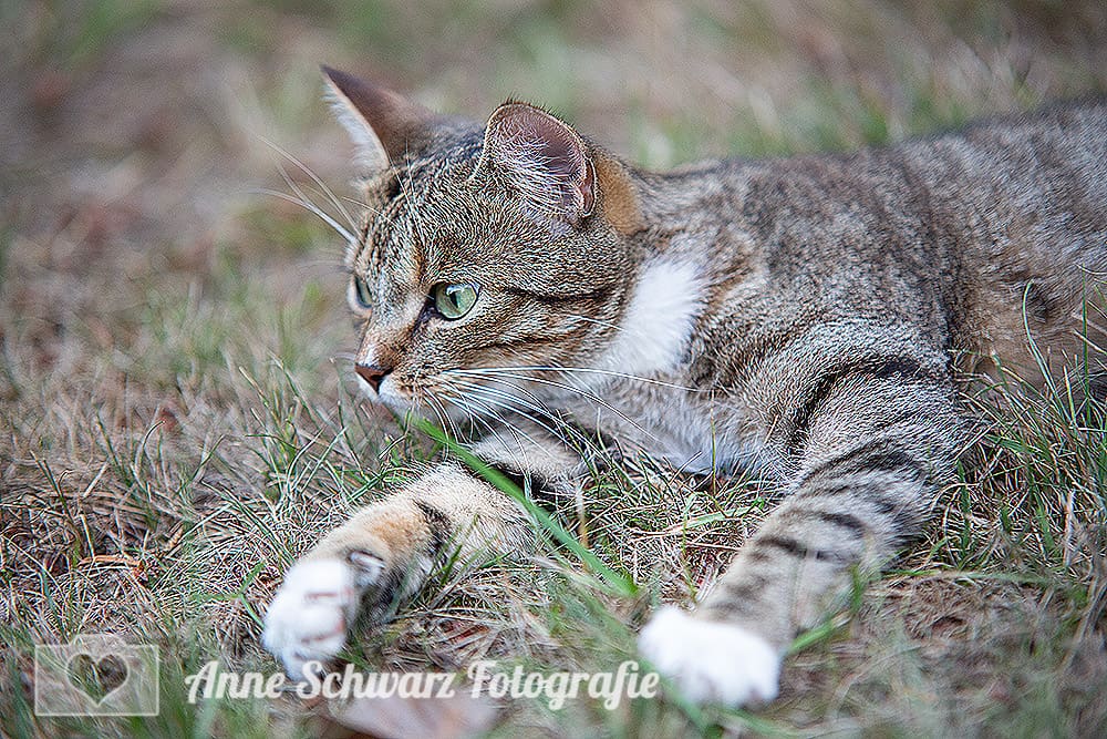 Nicht zu stark schärfen in Photoshop