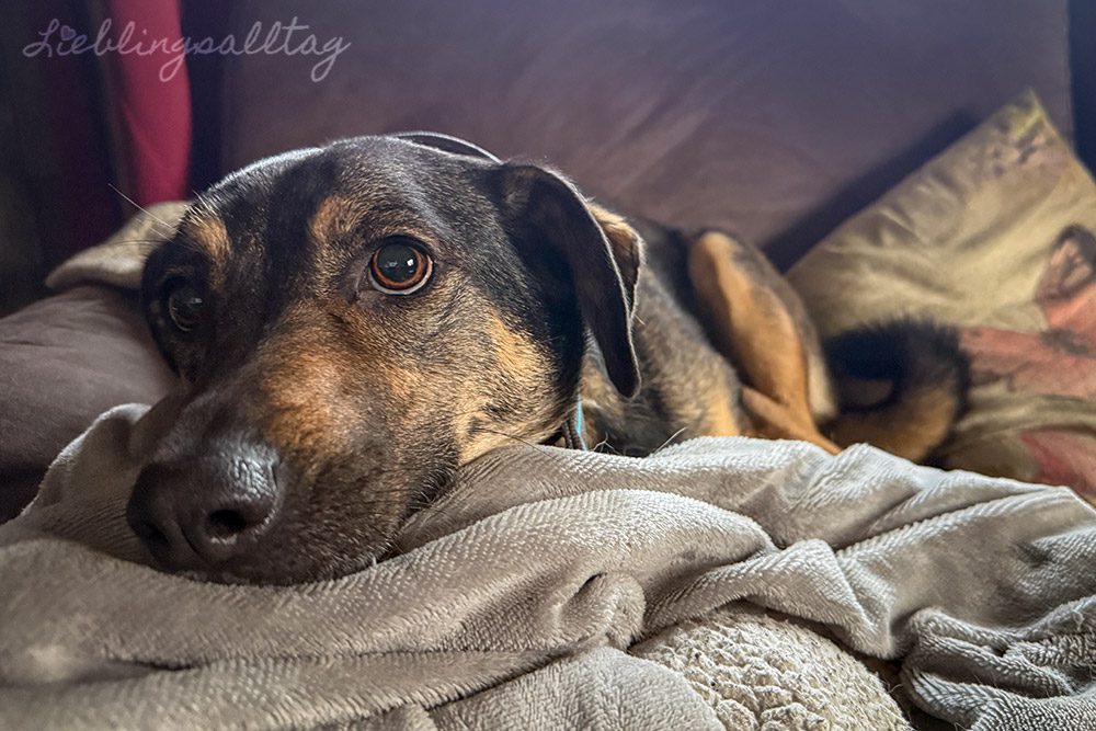 12 von 12 – Dezember 2025 – Bonnie