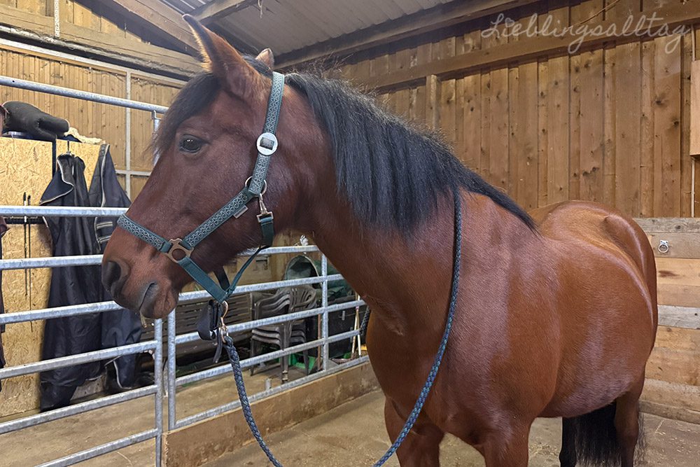 12 von 12 – Dezember 2025 – Dolida