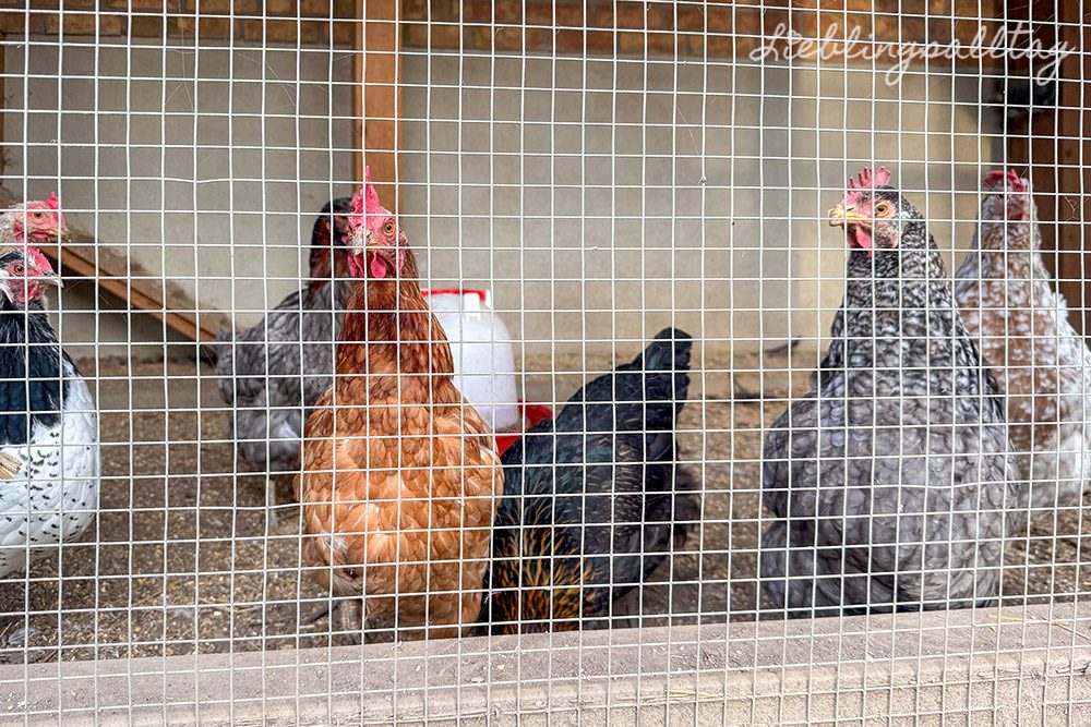 12 von 12 – Dezember 2025 – Hühner in der Voliere