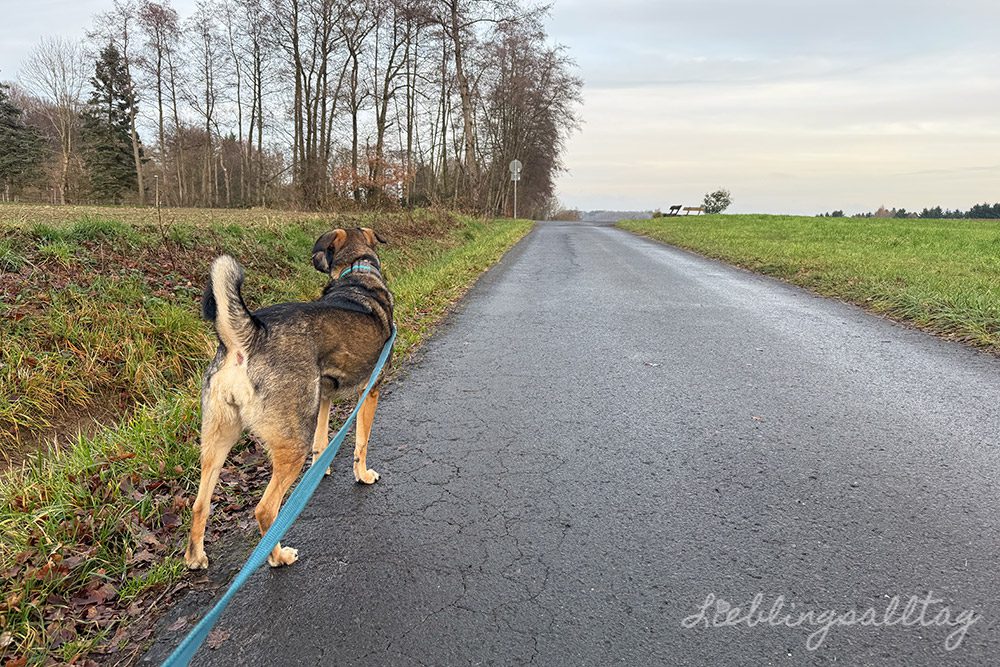 12 von 12 – Dezember 2025 – Hunderunde