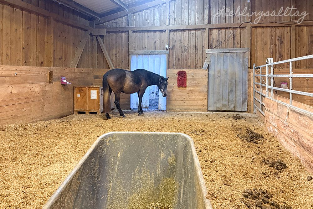 12 von 12 – Dezember 2025 – Stalldienst