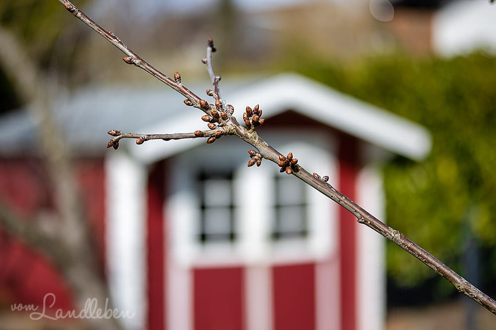 Knospen an der Kirsche