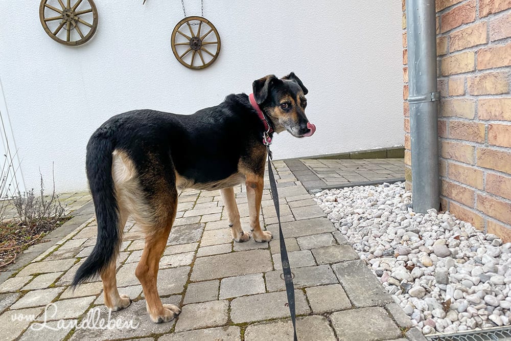 Spazierengehen mit Nala