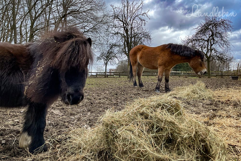 Ponys auf dem Paddock
