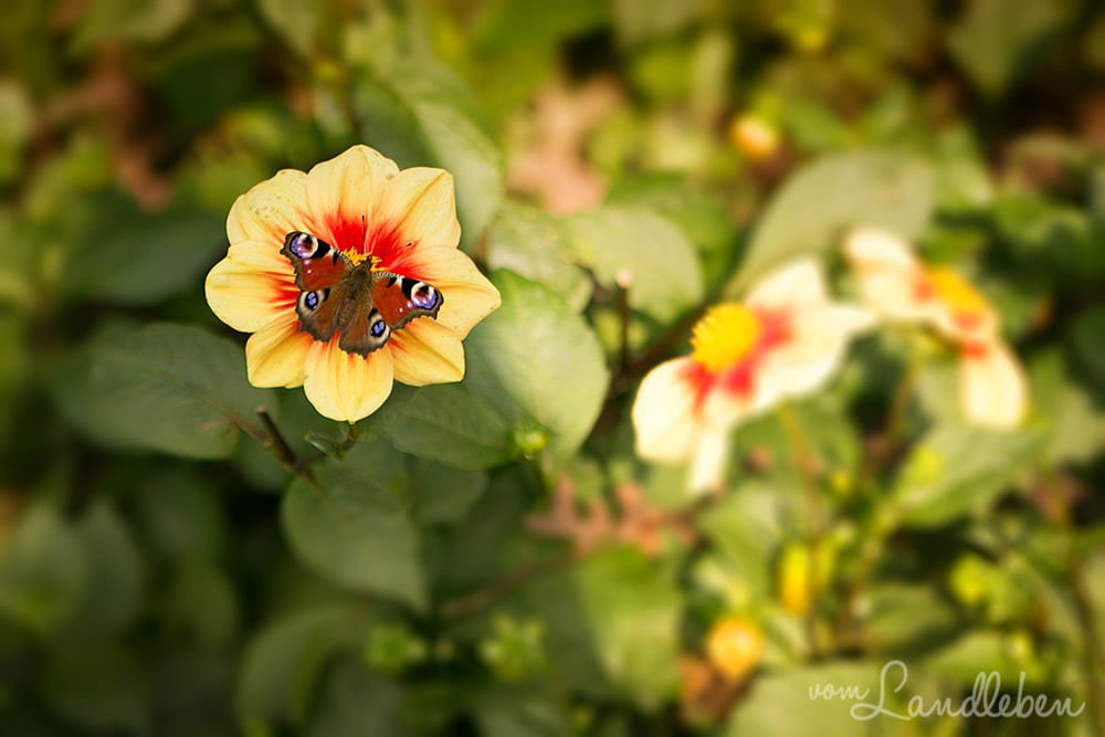 Bergische Gartentour 2017 – Offene Gartenpforte Hof Tüschenbonn