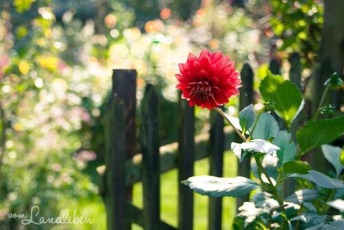 Bergische Gartentour 2017 – Offene Gartenpforte Hof Tüschenbonn