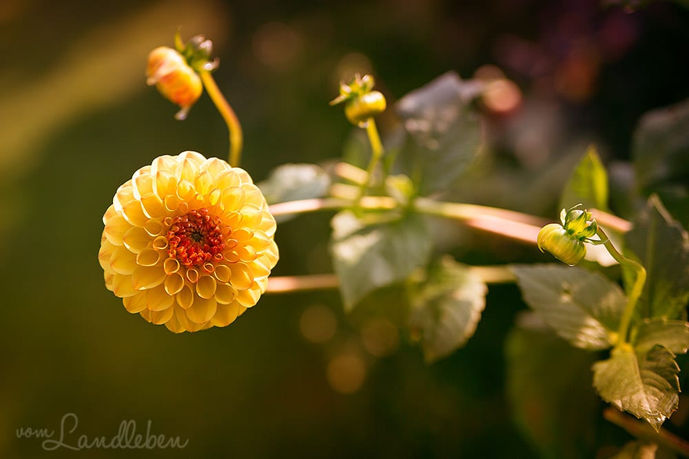 Bergische Gartentour 2017 – Offene Gartenpforte Hof Tüschenbonn