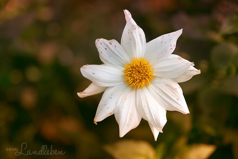 Bergische Gartentour 2017 – Offene Gartenpforte Hof Tüschenbonn