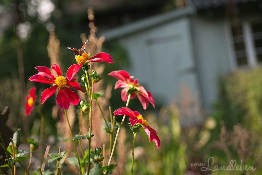 Bergische Gartentour 2017 – Offene Gartenpforte Hof Tüschenbonn