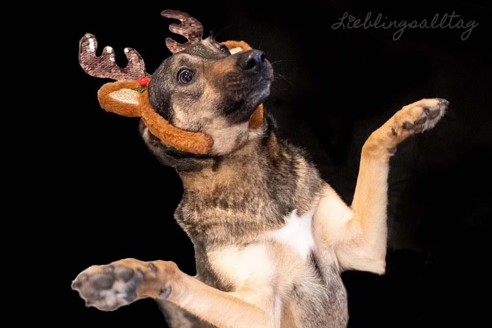 Weihnachtsshooting mit Bonnie