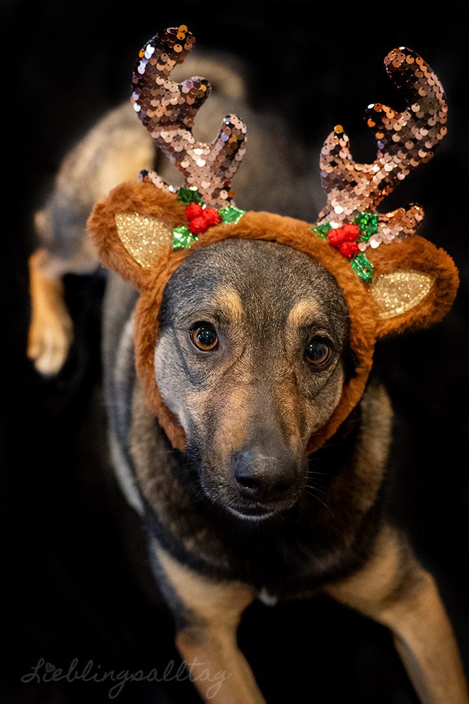 Weihnachtsshooting mit Bonnie