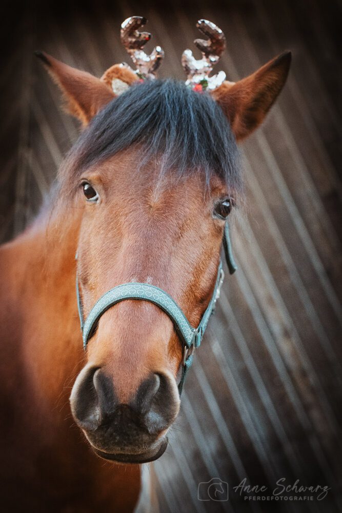Dolida – Weihnachten 2025