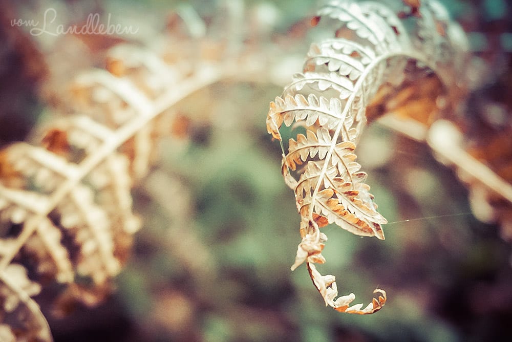 Farn im Herbst