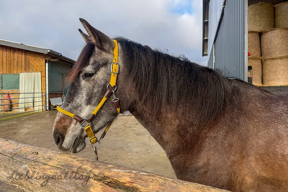 Feli im Dezember 2025