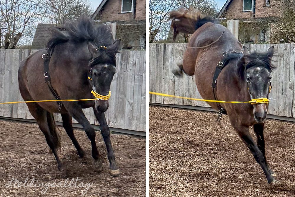 Jungstute Feli beim Longieren im Dezember 2025