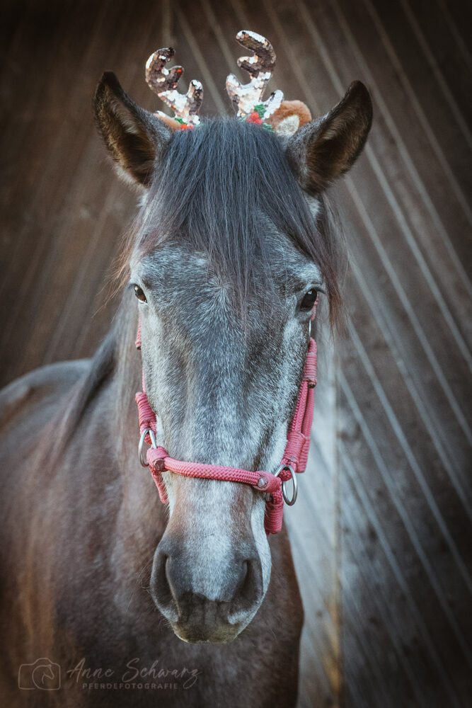 Feli – Weihnachten 2025