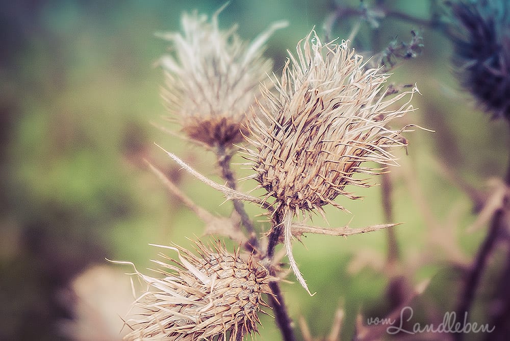 Mabon - Jahreszeitenfest im Herbst