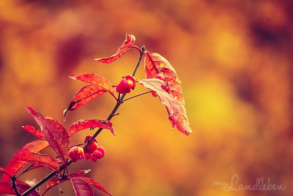 Tag-und-Nacht-Gleiche im Herbst - Mabon
