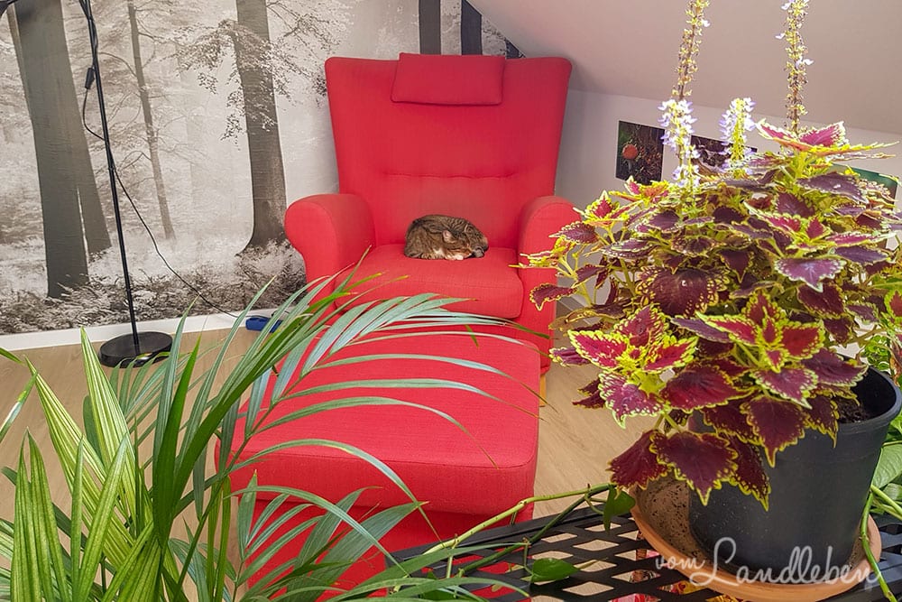 Neuer Sessel im Arbeitszimmer