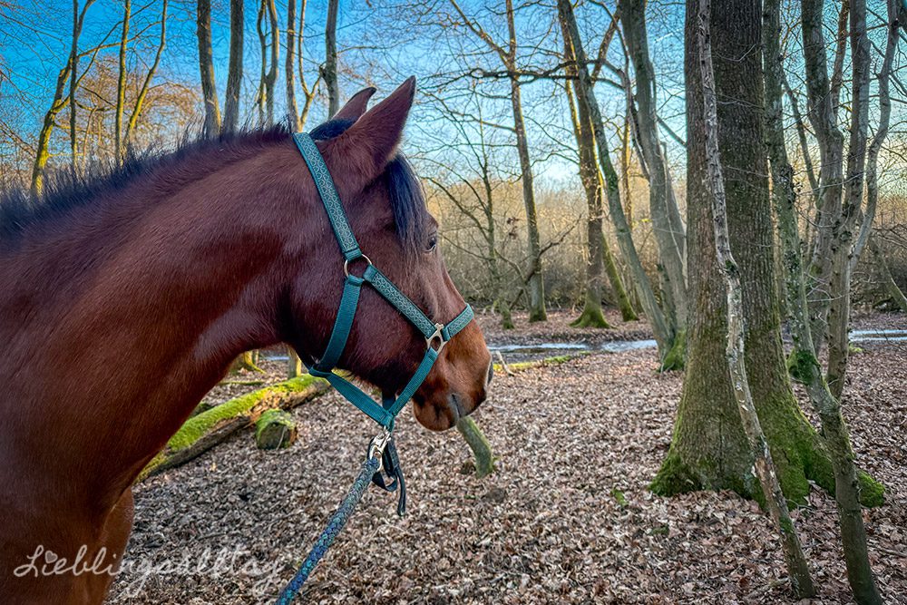 Dolida im Dezember 2025